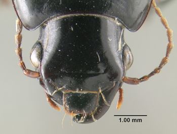 Media type: image;   Entomology 304893 Aspect: head frontal view